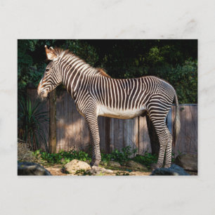 Grevy's Zebra Postcard Postkarte