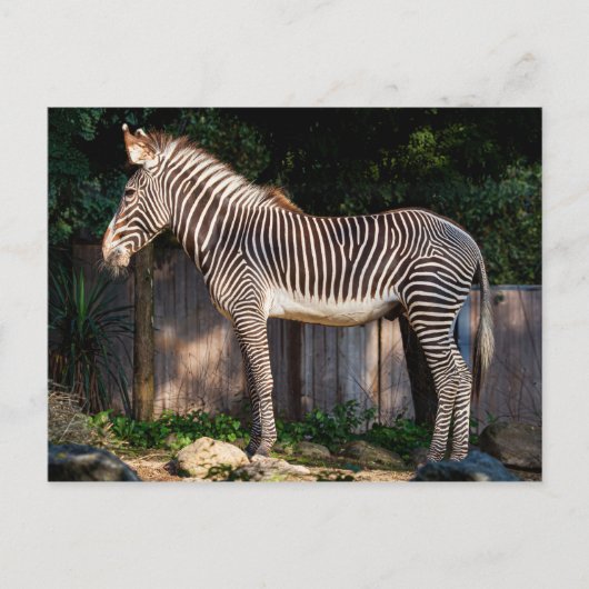 Grevy's Zebra Postcard Postkarte (Vorderseite)