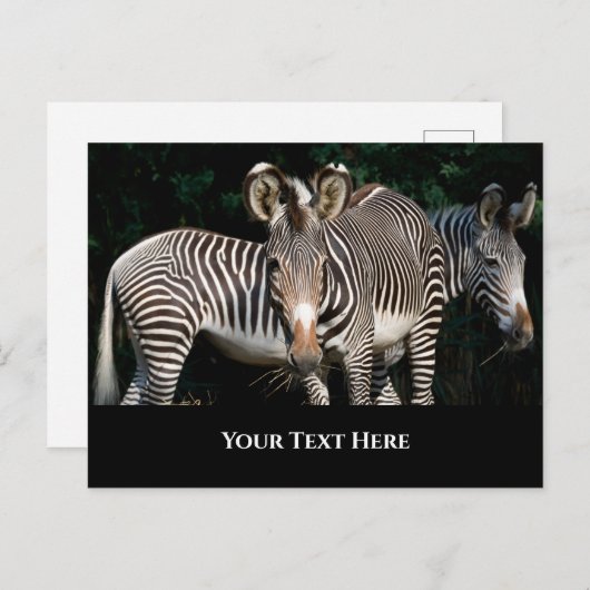 Grevy's Zebras Postkarte (Vorne/Hinten)
