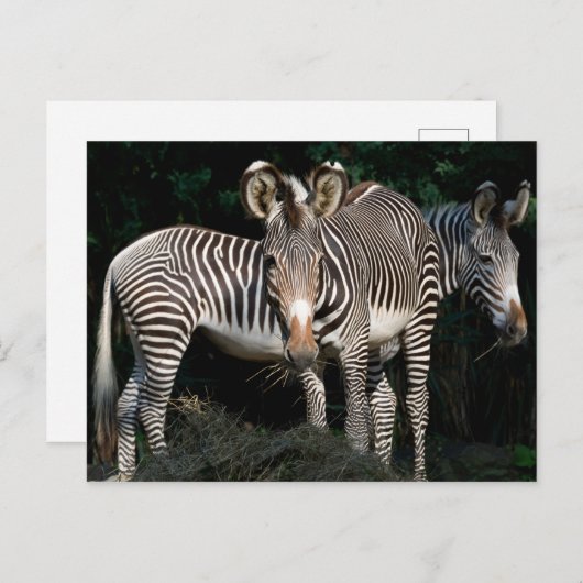 Grevy's Zebras Postkarte (Vorne/Hinten)