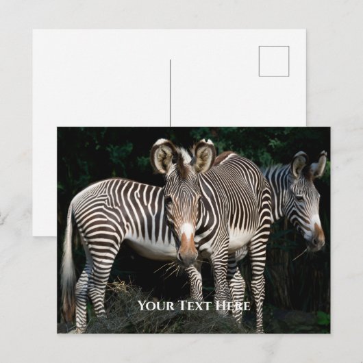 Grevy's Zebras Postkarte (Vorne/Hinten)