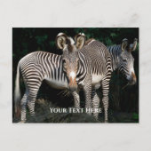 Grevy's Zebras Postkarte (Vorderseite)