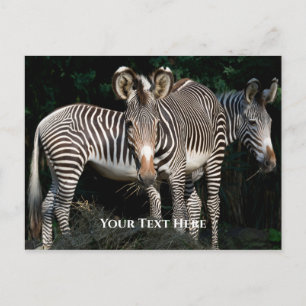 Grevy's Zebras Postkarte