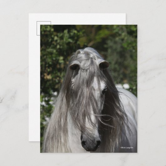 Grey Andalucian Stallion Headshot Long Mane Postkarte (Vorne/Hinten)
