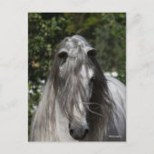 Grey Andalucian Stallion Headshot Long Mane Postkarte (Vorderseite)