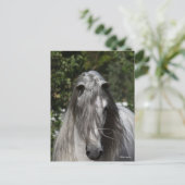 Grey Andalucian Stallion Headshot Long Mane Postkarte (Stehend Vorderseite)