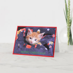Grey Blanket Cat Merry Christmas Orange Kitten Feiertagskarte