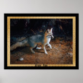 Grey Fox Ready Poster (Vorne)