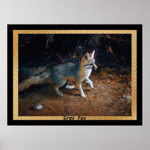 Grey Fox Ready Poster