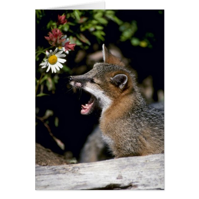 Grey Fox-Young-Kit (Vorne)