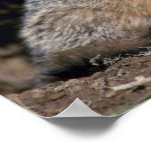 Grey Fox-Young-Kit Poster (Ecke)