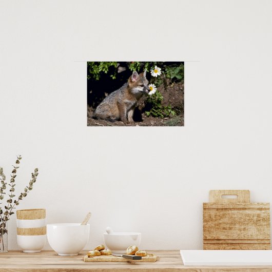 Grey Fox-Young-Kit Poster (Küche)