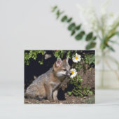 Grey Fox-Young-Kit Postkarte (Stehend Vorderseite)