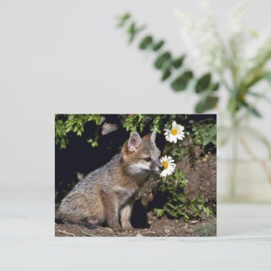 Grey Fox-Young-Kit Postkarte (Stehend Vorderseite)