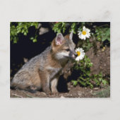 Grey Fox-Young-Kit Postkarte (Vorderseite)