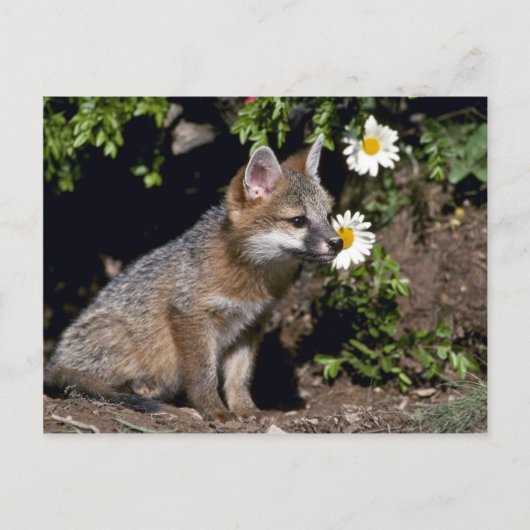 Grey Fox-Young-Kit Postkarte (Vorderseite)