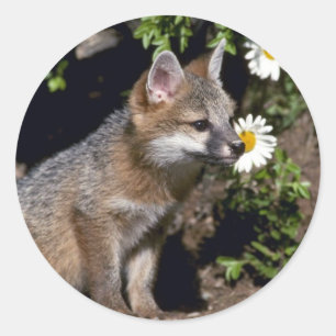 Grey Fox-Young-Kit Runder Aufkleber