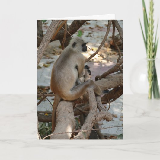Grey Langur - Take a Rest Karte (Vorderseite)