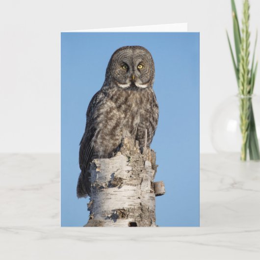 Grey Owl Grußkarte Karte (Vorderseite)