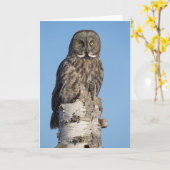 Grey Owl Grußkarte Karte (Gelbe Blume)