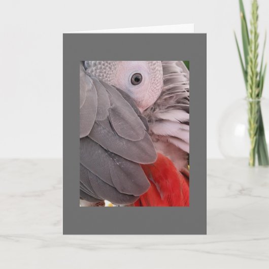 Grey-Papagei-Grußkarte Karte (Vorderseite)