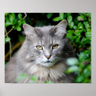 Grey Poster