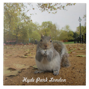 Grey Squirrel Hyde Park London. Fliese