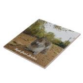 Grey Squirrel Hyde Park London. Fliese (Seite)