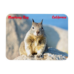 Grey squirrel, Monterey Bay, California Magnet