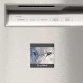 Grey Wolf Eyes Wildlife Collection Magnet (In Situ (Geschirrspüler))