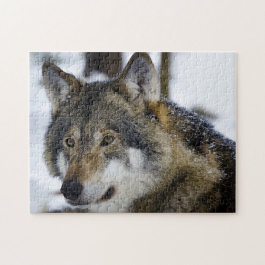 Grey Wolf, Jigsaw Puzzle (Horizontal)