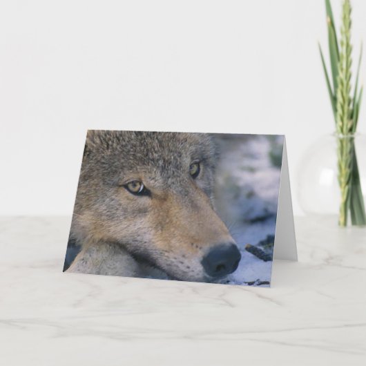 Grey Wolf Lovers Karte (Vorderseite)