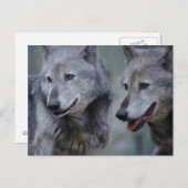 Grey wolf postkarte (Vorne/Hinten)