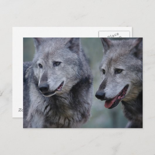 Grey wolf postkarte (Vorne/Hinten)
