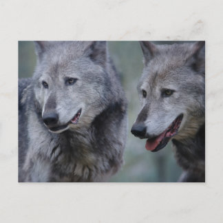 Grey wolf postkarte