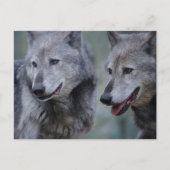 Grey wolf postkarte (Vorderseite)