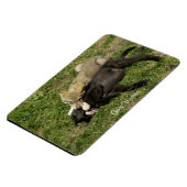 Grey Wolf Pups Wildlife Magnet (Linke Seite)