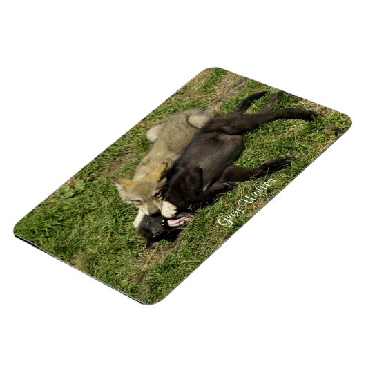 Grey Wolf Pups Wildlife Magnet (Linke Seite)