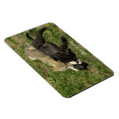 Grey Wolf Pups Wildlife Magnet (Rechte Seite)