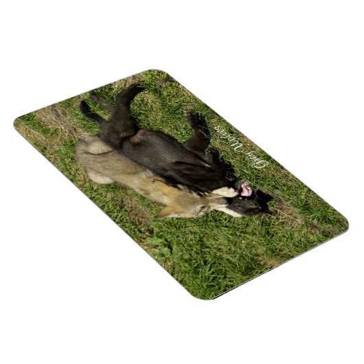 Grey Wolf Pups Wildlife Magnet (Rechte Seite)