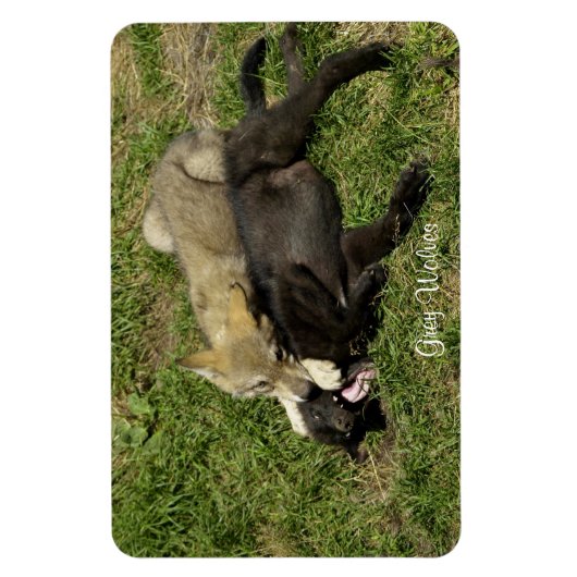 Grey Wolf Pups Wildlife Magnet (Vertikal)