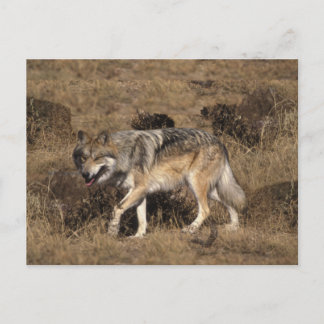 Grey Wolf - Timber Wolf - Red Wolf Series Postkarte