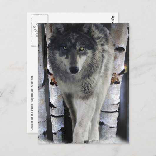 Grey Wolf & Winter Forest Wildlife Art Card Postkarte (Vorne/Hinten)