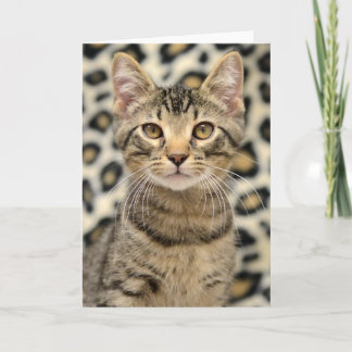 Greyfoot Katzen-Rettungs-Browntabby-Karte Karte