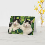 Greyfoot Katzen-Rettungs-schwarze u. weiße Karte (Gelbe Blume)