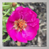 greyforaday Lila florale Printwerbung Poster (Vorne)