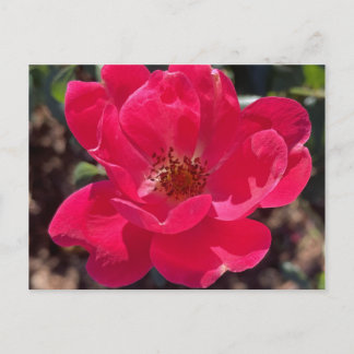 Greyforaday Red Floral Card Postkarte