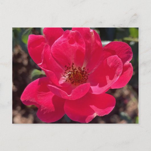 Greyforaday Red Floral Card Postkarte (Vorderseite)