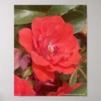 greyforaday Red Floral Print Poster