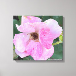 greyforaday Rosa Blumenschrift Leinwanddruck